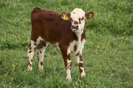 Телята бычки