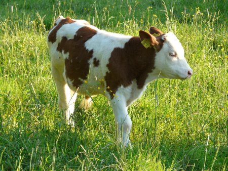 Телята бычки голштины симменталы