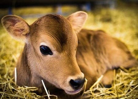 Маленькие телята