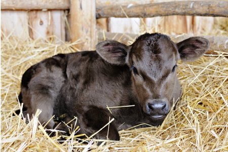 Вукол Телятник