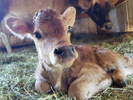 Маленькие телята