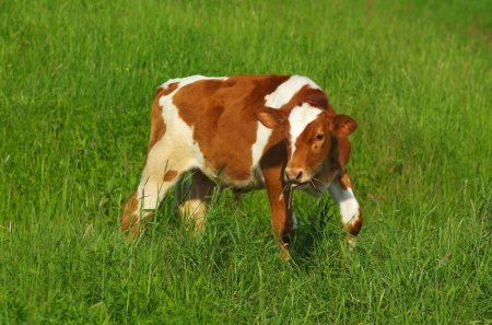 Теленок фото