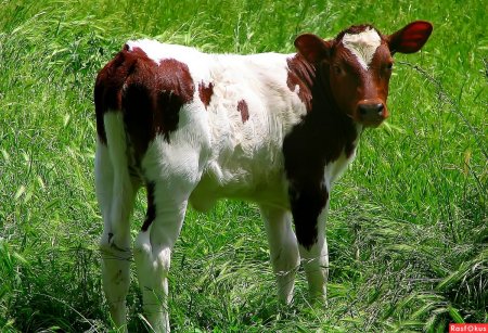 Домашние животные корова