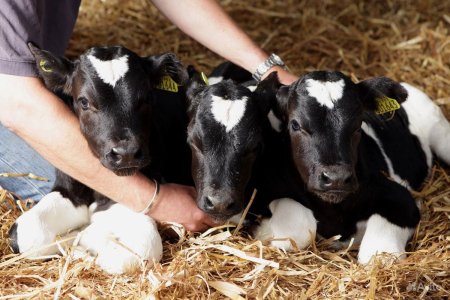 Доращивание молодняка КРС