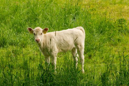 Телка корова