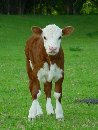 Телята бычки