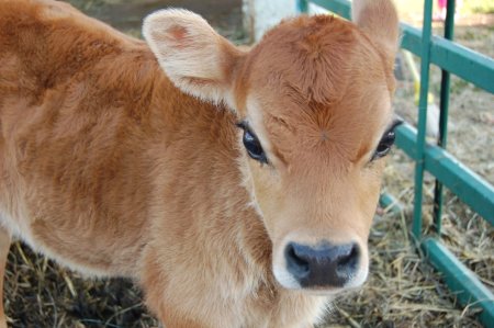 Маленькие телята