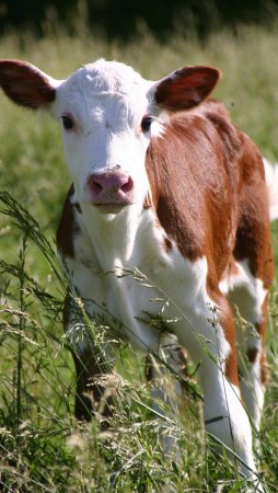 Красивый теленок