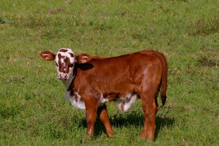 Маленькие телята