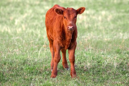 Ред Ангус телята