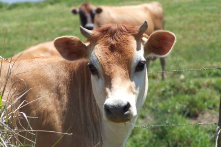 Бычки коровы