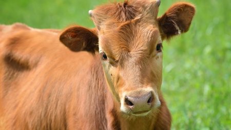 Рыжая корова