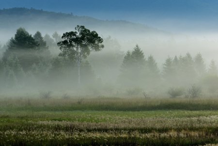 Густой туман