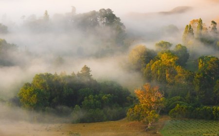 Туманные просторы