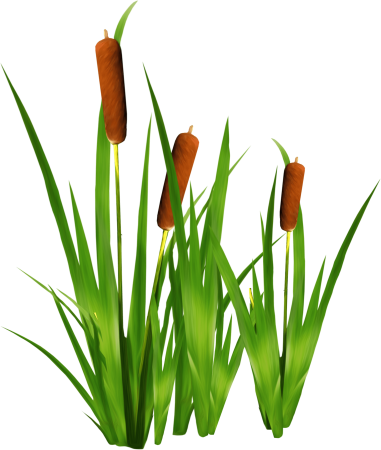 Рогоз камыши вектор