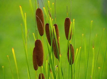 Тростник рогоз