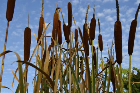 Камыш бокоцветный