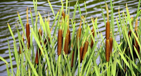 Камыш рогоз Осока