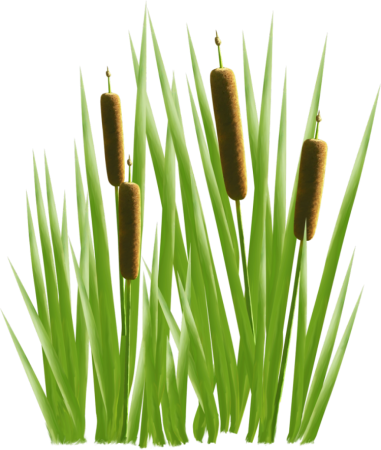 Камыш для детей