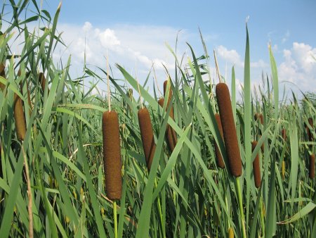 Камыш для детей