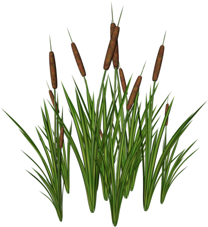 Камыш на белом фоне