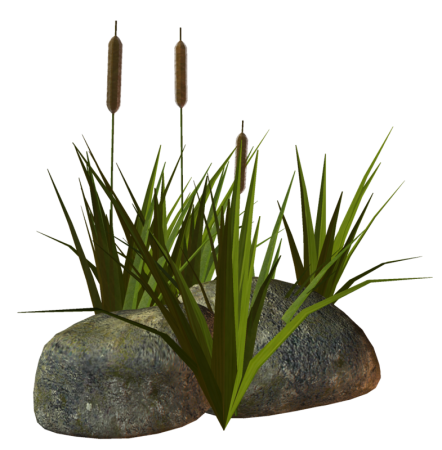 Камыш на белом фоне