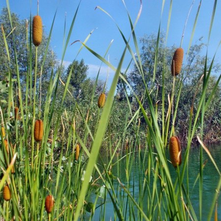 Камыш рогоз тростник