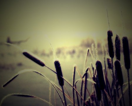 Обои на рабочий стол камыши