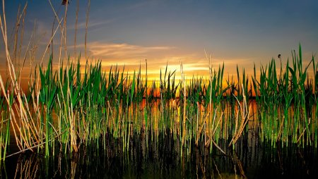 Осока тростник камыш рогоз