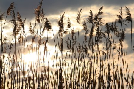 Камыш и тростник