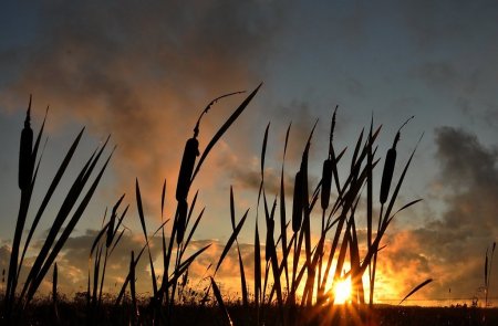 Камыш сытевый