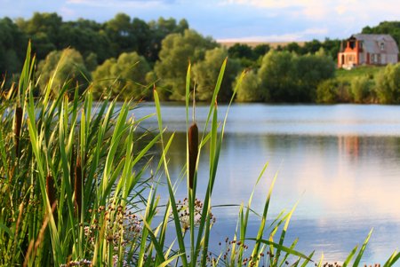 Рогоз Речной