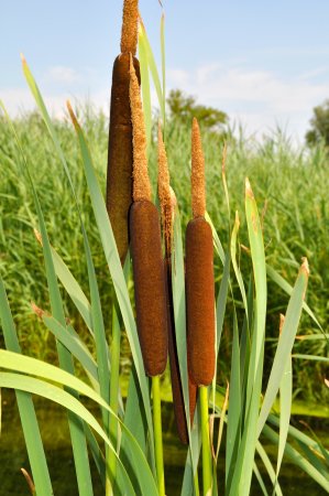 Рогоз узколистный (Typha angustifolia l.)
