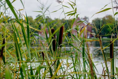 Камыш рогоз Селигере