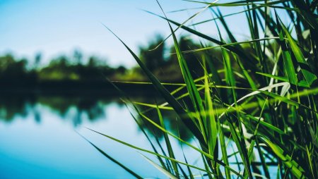 Трава в воде