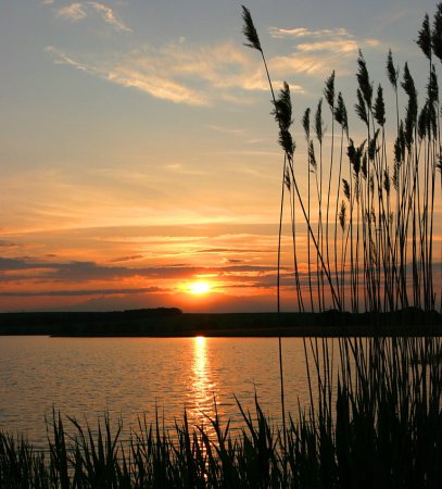 Тростник на озере