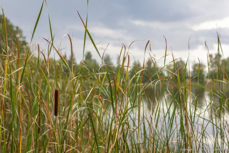 Рогоз, рдест, тростник
