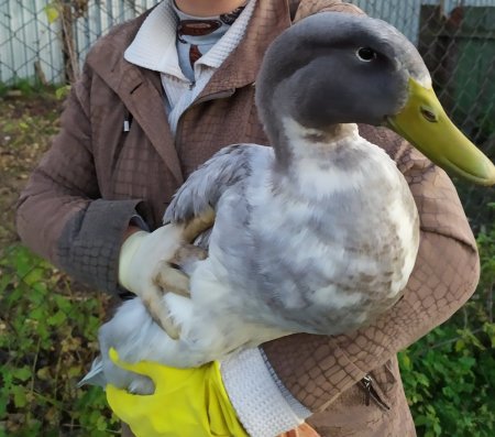 Голубой Фаворит утка