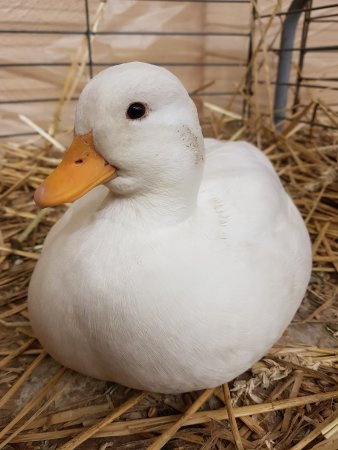 Утки породы черри Велли