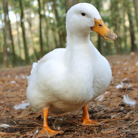 Гусь Мулард