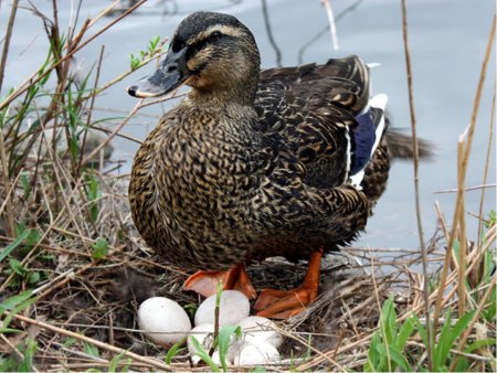 Утка кряква яйца