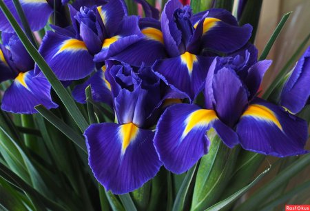 Цветы ирисы