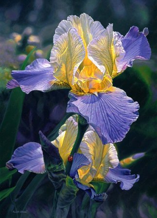 Ирис Касатик