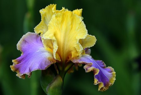 Ирис Флеминг Виктори