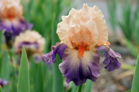 Ирис бородавчатый