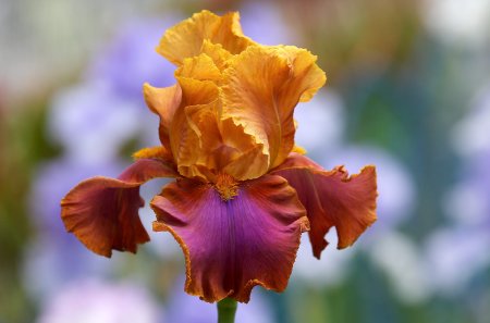 Ирис (растение)