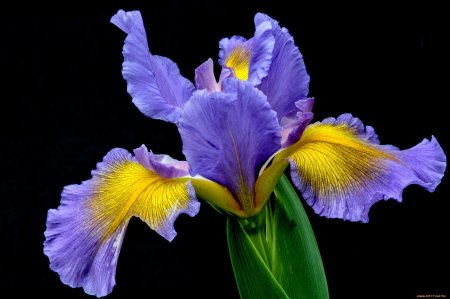 Цветок Ирис Касатик