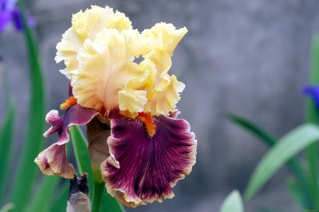 Ирис Centennial Hall