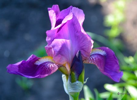 Ирис Касатик Людвига