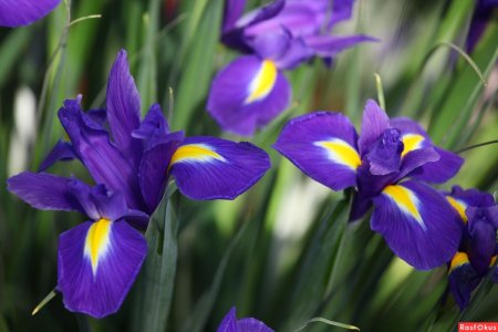 Ирис Касатик синий